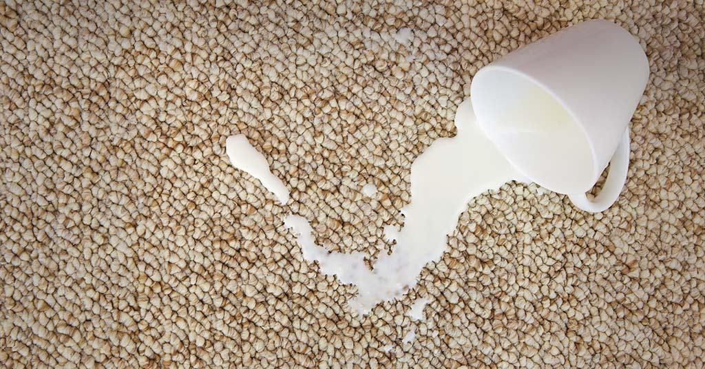 Carpet cleaning calamity