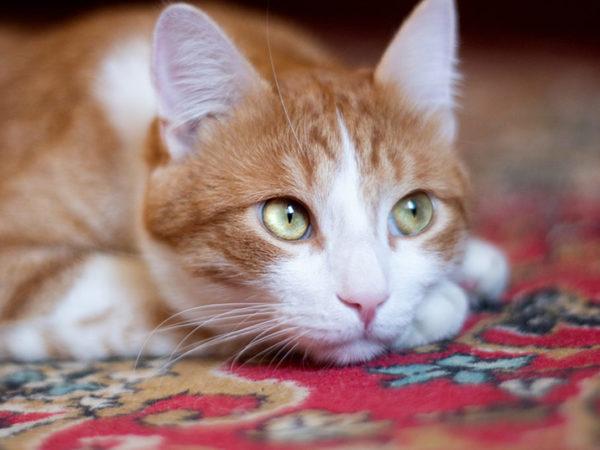 Cat on carpet