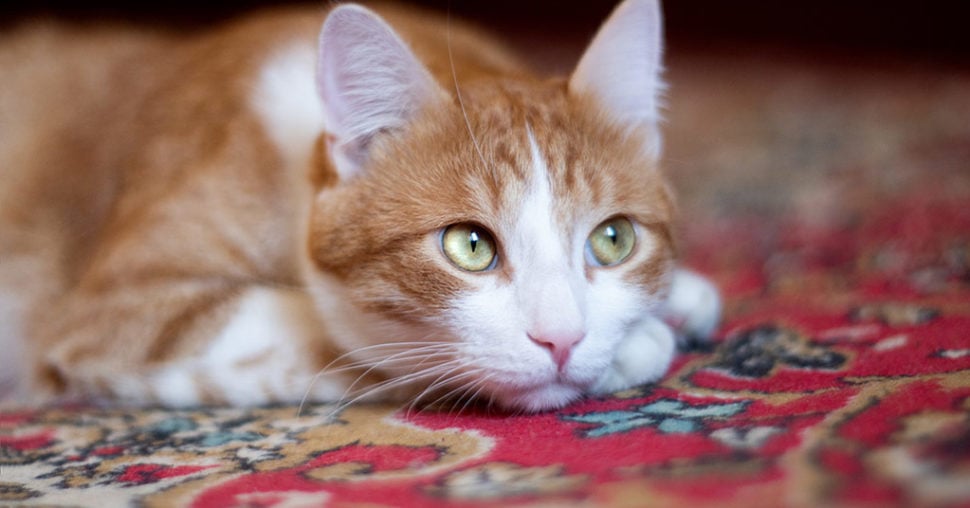 Cat on carpet