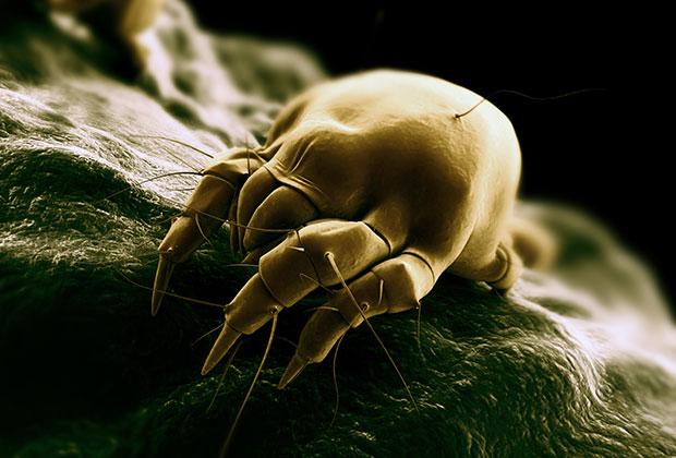 Dust mite