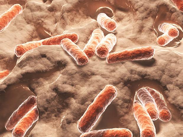 Bacilli bacteria