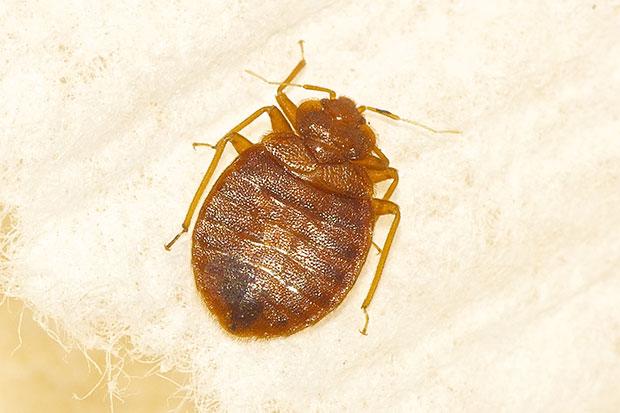 Bed bug