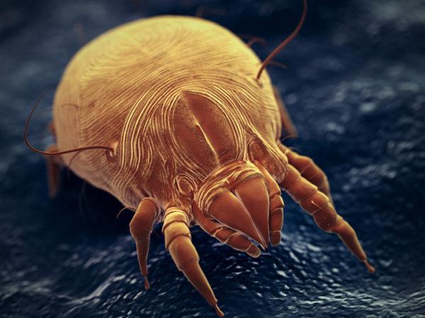 dust mite