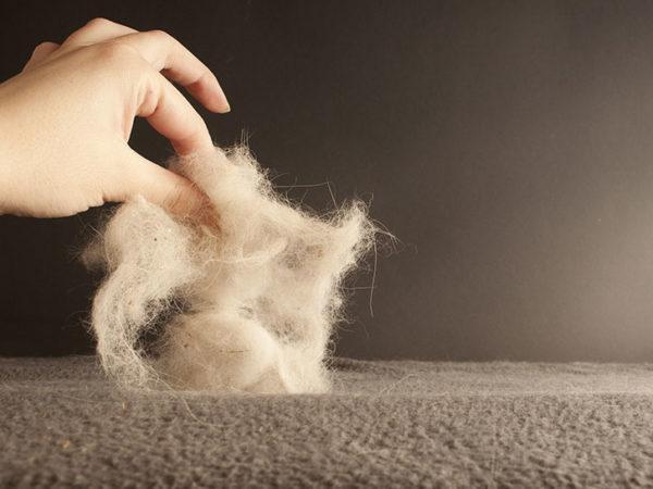 Pet hair