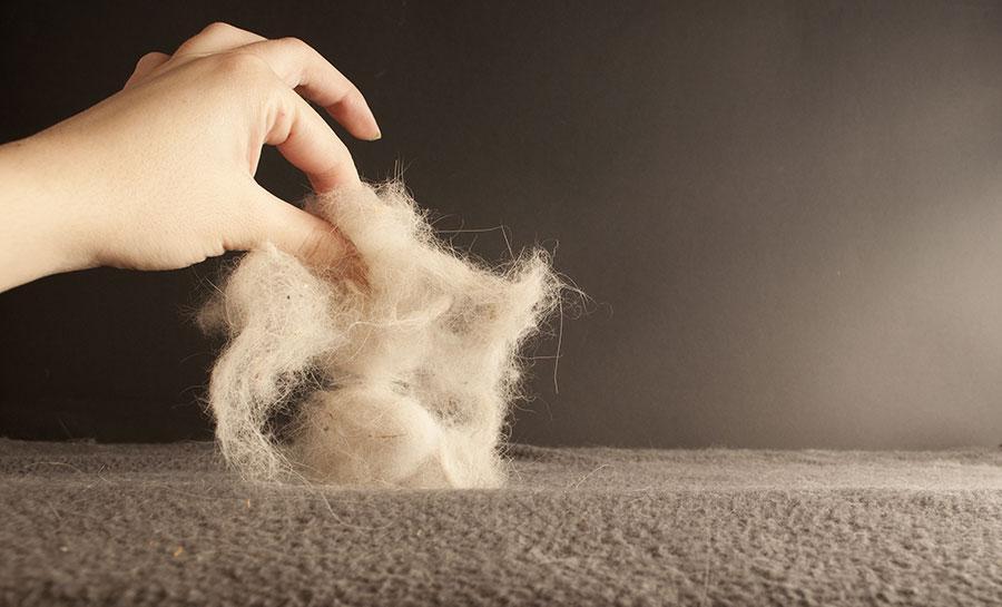Getting Rid of Pet Hair - Chelsea Cleaning