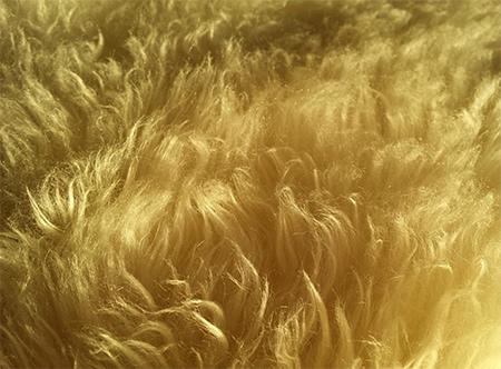 Wool carpet