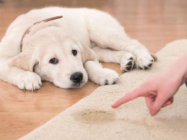 Getting Pet Urine Out of Rugs