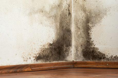 Mould: Why It's Worth Taking Seriously