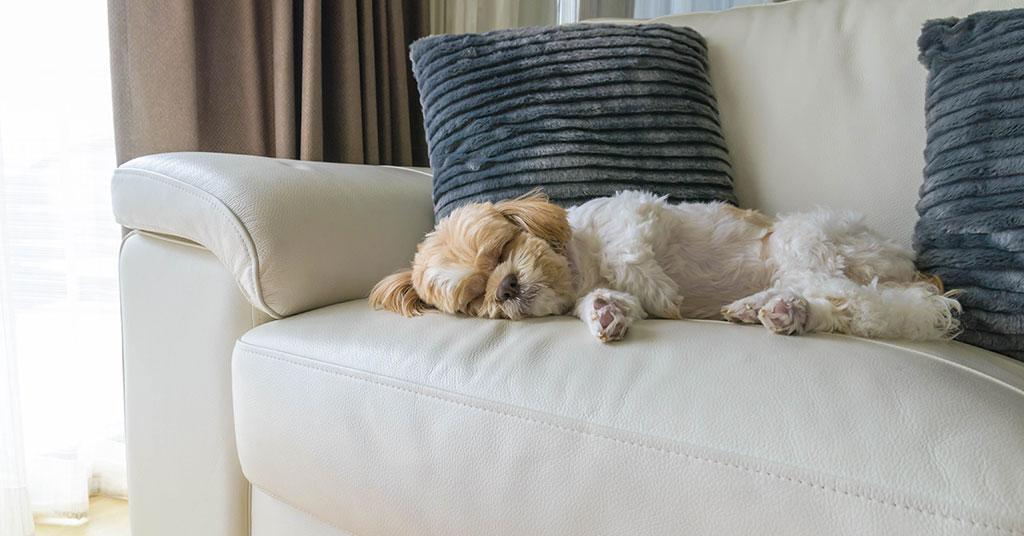 dog sleeping on couch