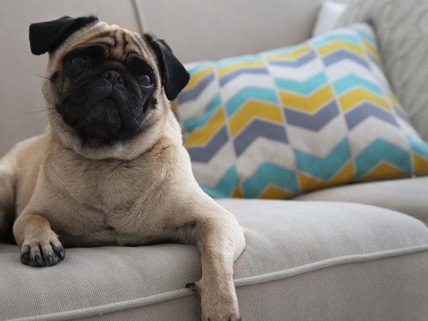 best fabrics upholstery pets