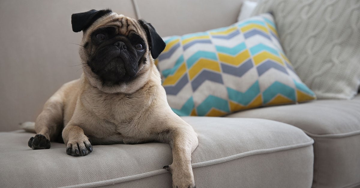 Worst Fabrics For Pet, What Is A Good Sofa Fabric For Dogs
