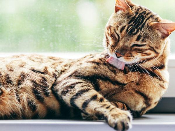 cats damaging blinds