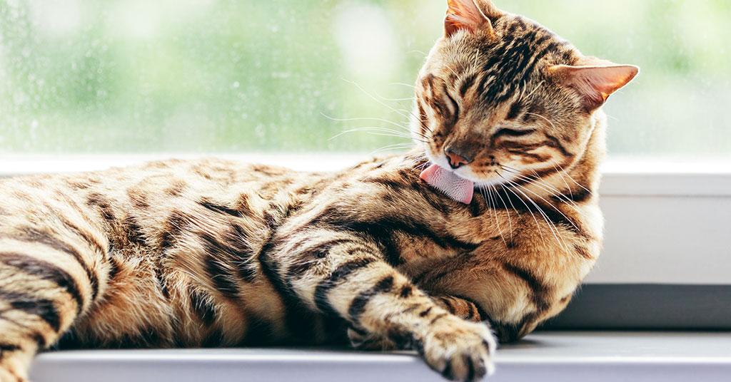 cats damaging blinds