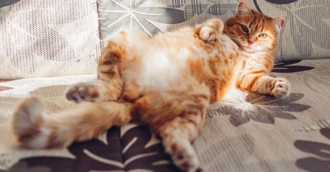 pet hair