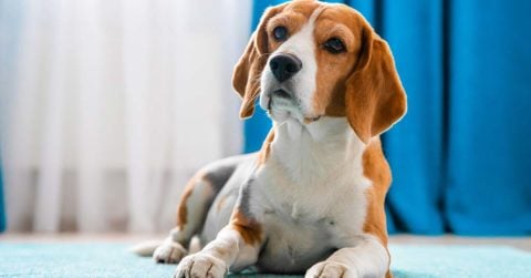 pet odours
