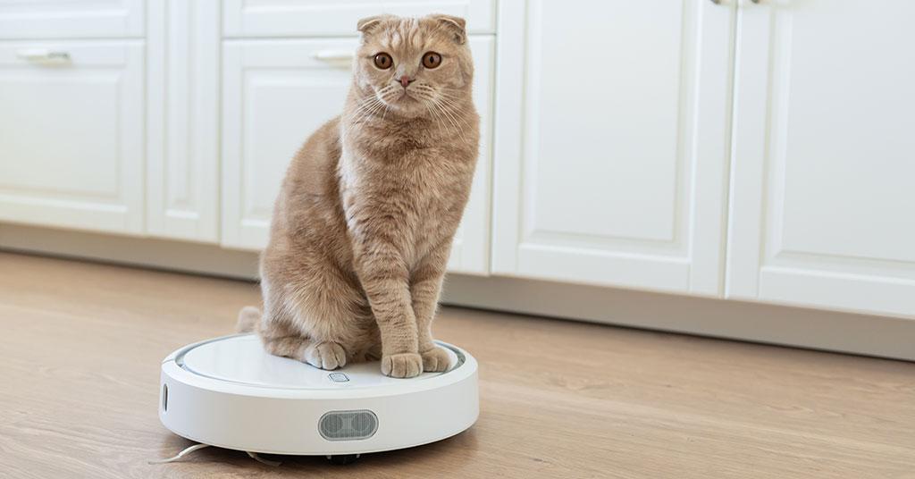 cat sitting on vacuum cleaner
