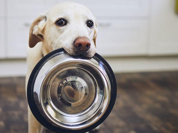 dog with bowl in mouth