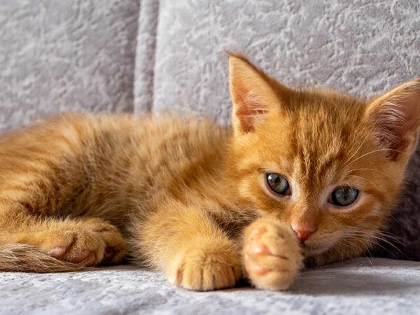 cat-proof your couch