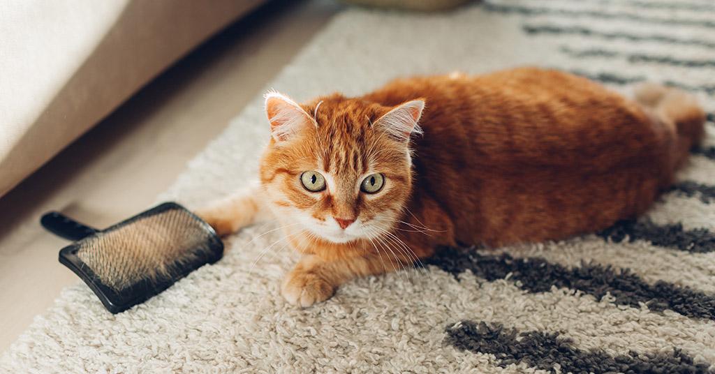 Removing Pet Hair from Carpeting: Methods that Do and Don't Work - Chelsea  Cleaning