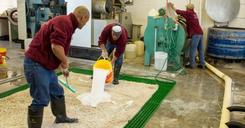 Carpet Cleaning FAQs