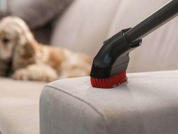 couch cleaning in the cape
