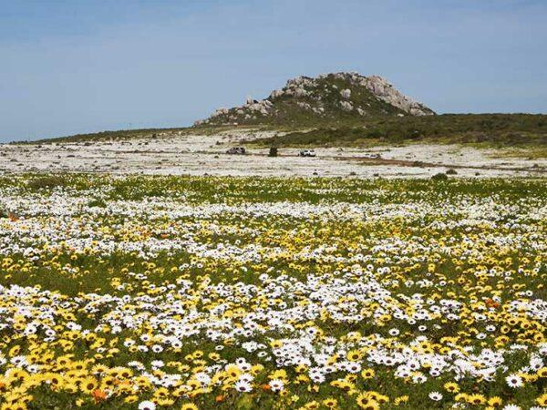 Spring in Cape Town