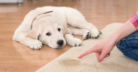 Pet Stain Removal Experts in Cape Town