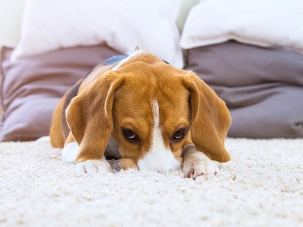 how to prepare for carpet cleaners in cape town