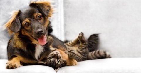 Pet-Friendly Homes in Cape Town: Keeping Carpets and Upholstery Fresh