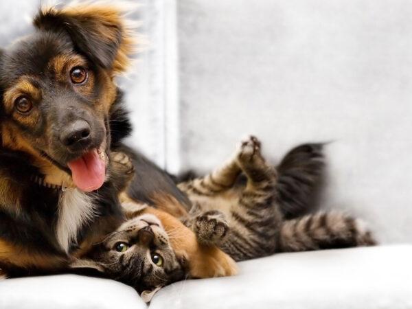 Pet-Friendly Homes in Cape Town: Keeping Carpets and Upholstery Fresh